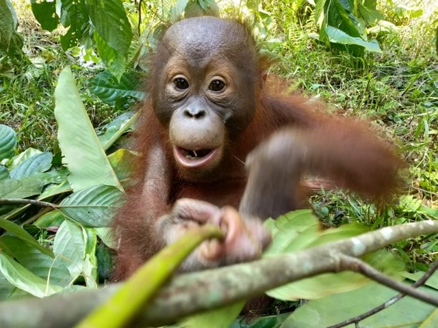 This year we've donated another $11,000 to The Orangutan Project! And it's making a difference!
