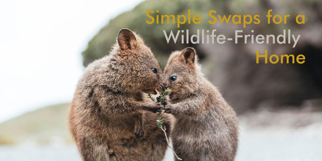 Embrace Wildlife-Friendly Living by making these Simple Swaps Around the House